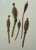 Seed Heads - framed, straightened, glare removed
