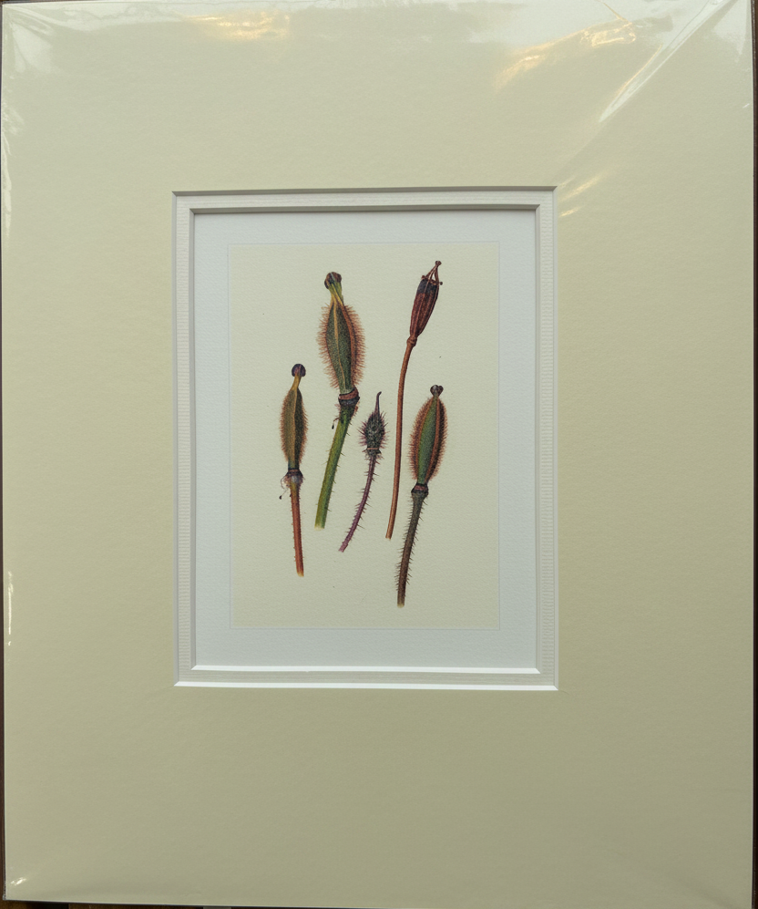 Seed Heads - mounted, straightened, label removed